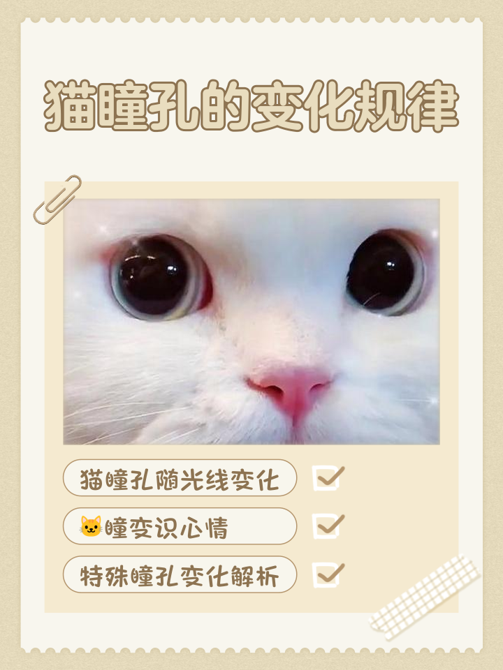 猫咪眨眼睛代表什么(猫咪眨眼睛代表什么意思)