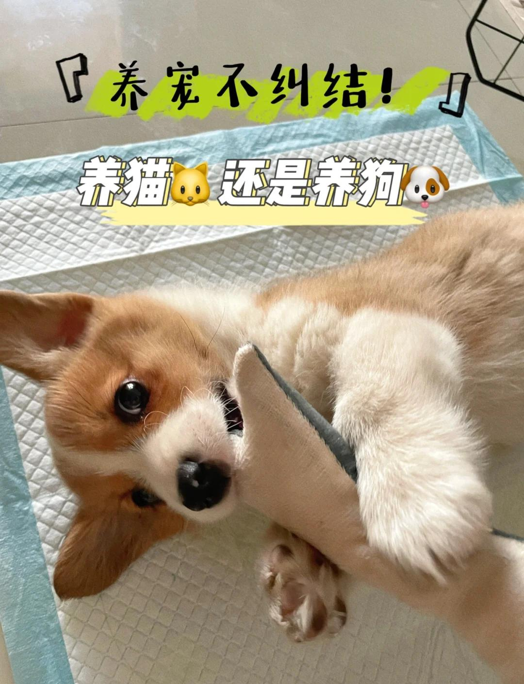 养猫费钱还是养狗费钱(养猫屋里臭气熏天怎么去除) 养猫费钱还是养狗费钱(养猫屋里臭气熏天怎么去除)