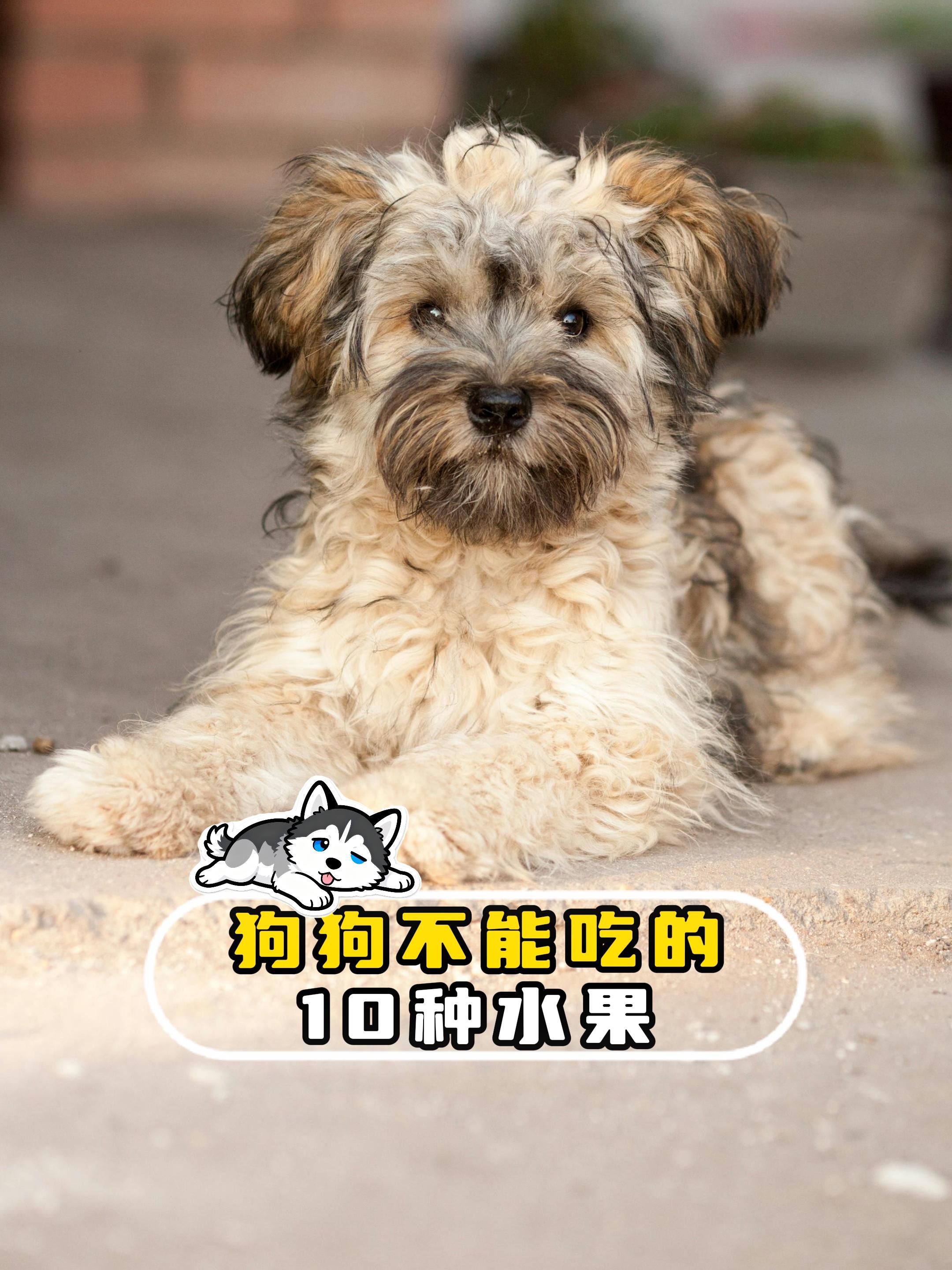 狗能吃梨子吗(狗能吃梨子吗为什么) 狗能吃梨子吗(狗能吃梨子吗为什么)