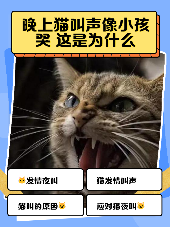 猫叫春是怎么回事(猫叫春是怎么回事?)