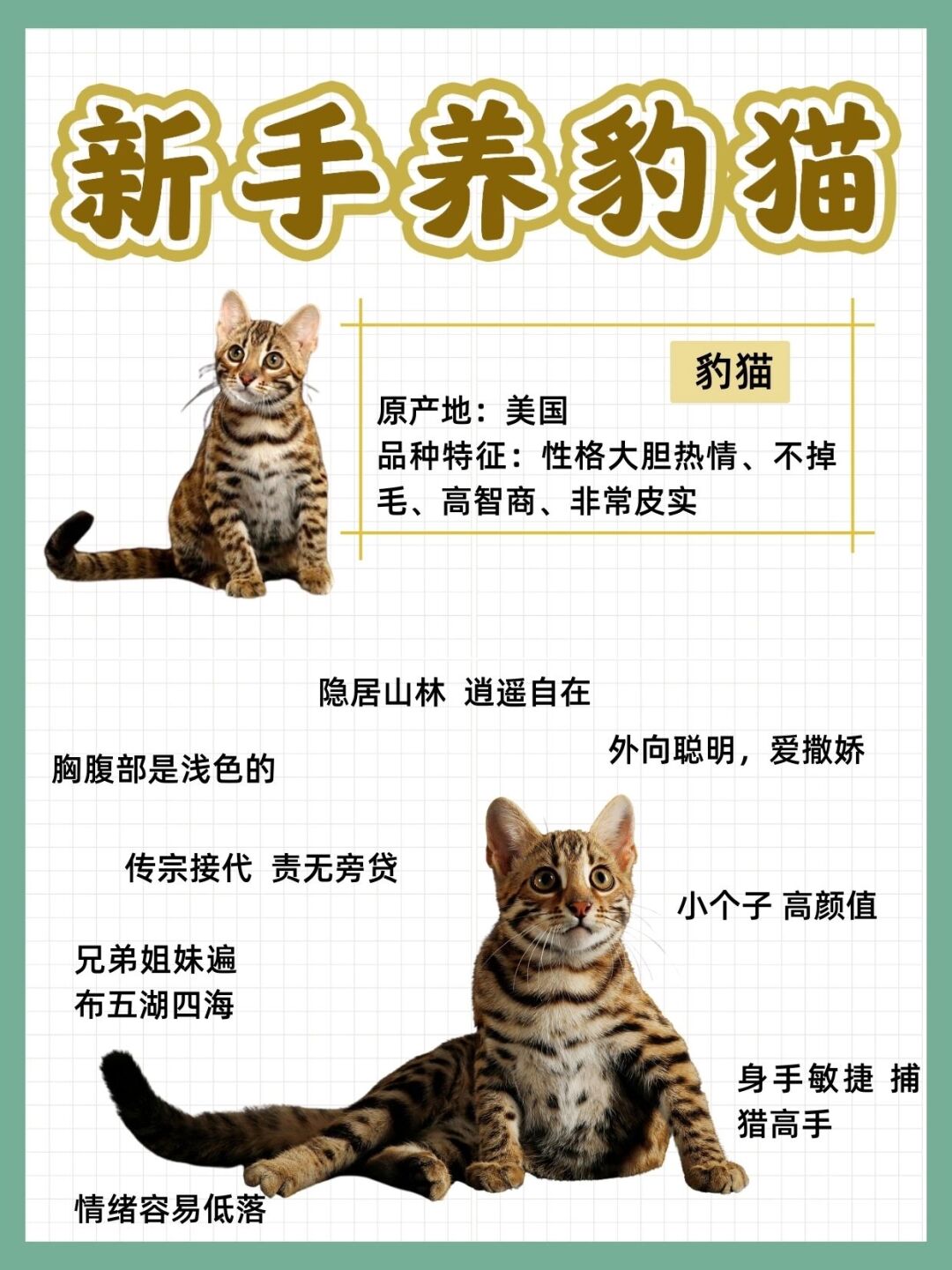 孟加拉豹猫的优缺点(孟加拉豹猫是什么品种)