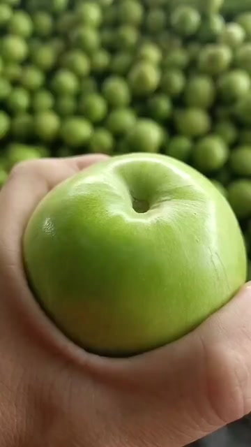 青枣含糖量高吗(青枣含糖量高吗孕妇可以吃吗)