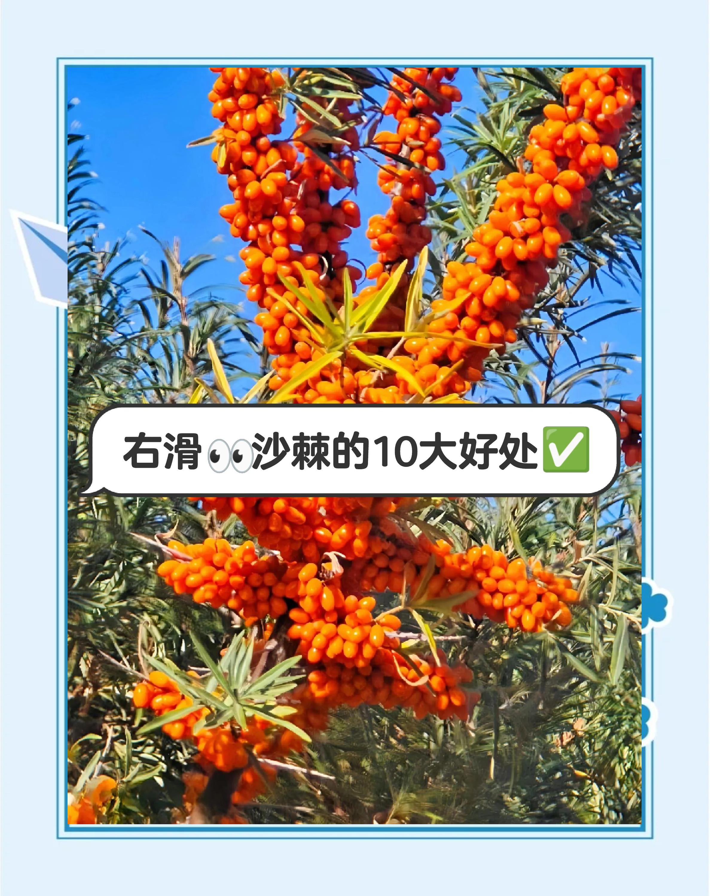 沙棘果(沙棘果油的十大功效和作用及禁忌) 沙棘果(沙棘果油的十大功效和作用及禁忌)