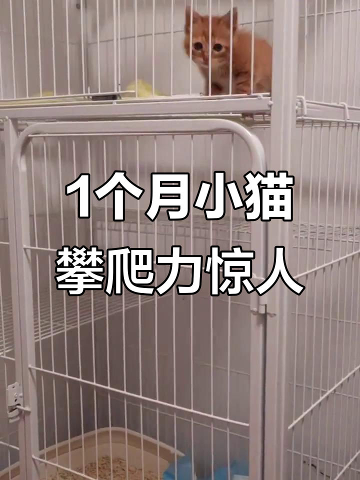 小猫刚到家要关笼子一个星期(才到家的小猫需要关笼子里面一直叫)