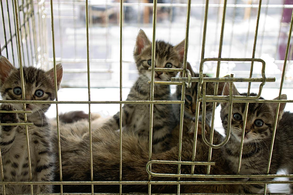 小猫刚到家要关笼子一个星期(才到家的小猫需要关笼子里面一直叫) 小猫刚到家要关笼子一个星期(才到家的小猫需要关笼子里面一直叫)