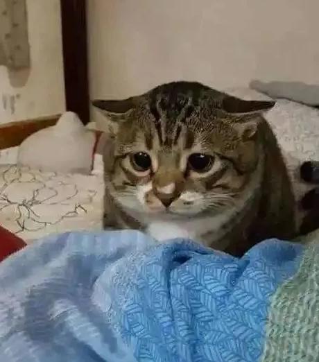 猫耳朵热(猫耳朵热是不是发烧了) 猫耳朵热(猫耳朵热是不是发烧了)