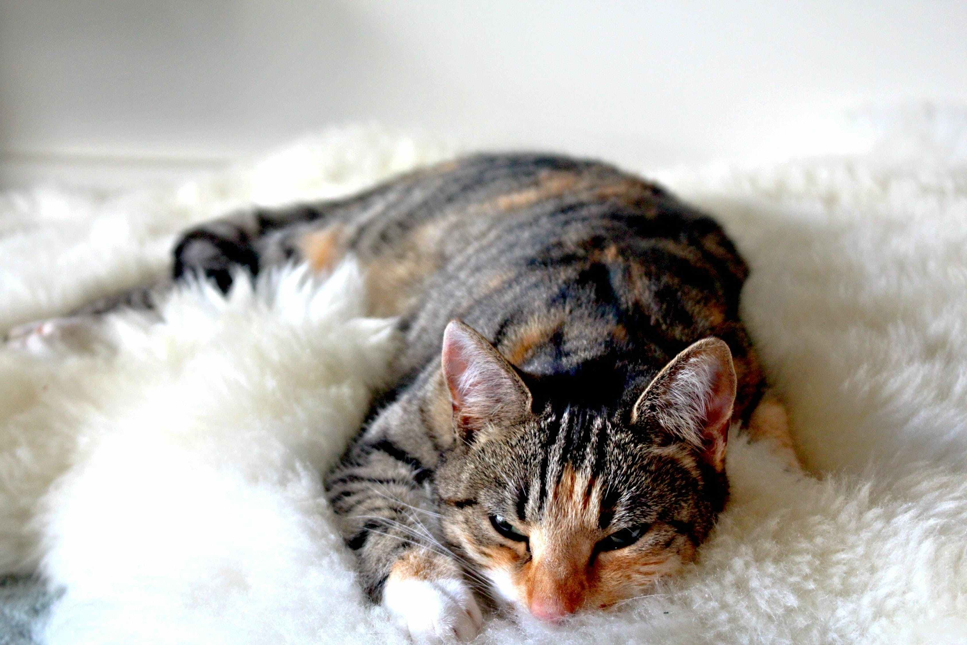 猫耳朵热(猫耳朵热是不是发烧了) 猫耳朵热(猫耳朵热是不是发烧了)