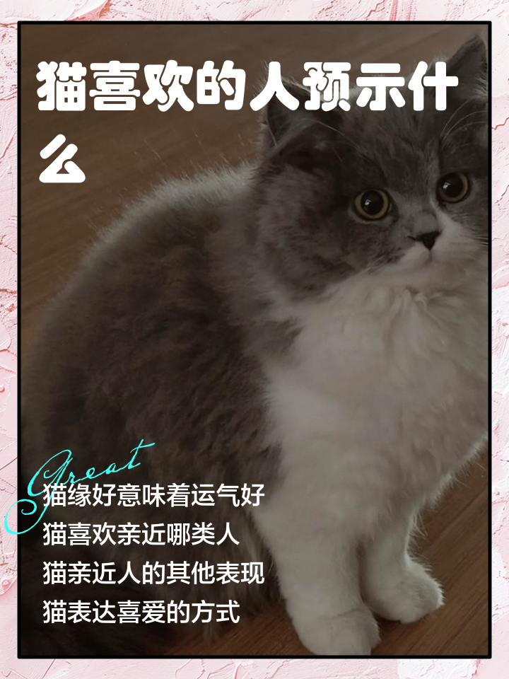 被陌生猫亲近什么预兆(被一只陌生的猫一直跟着好不好) 被陌生猫亲近什么预兆(被一只陌生的猫一直跟着好不好)