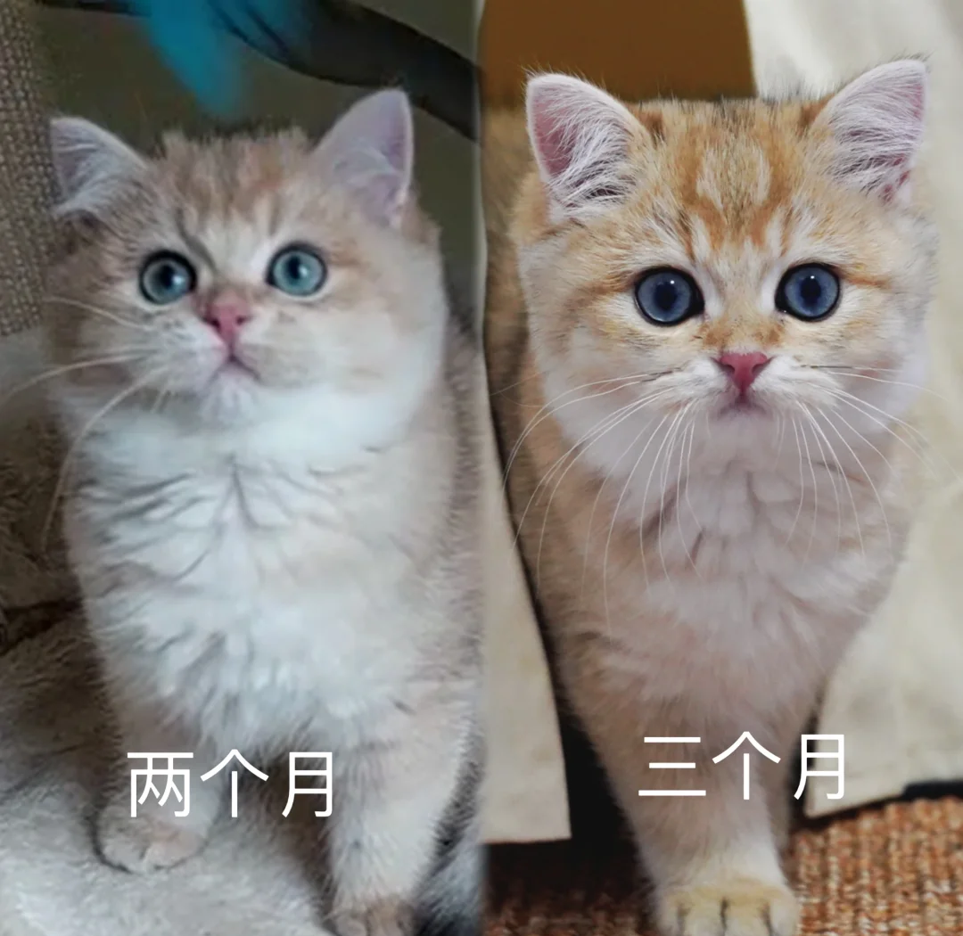 猫几个月生小猫(猫几个月生小猫最好) 猫几个月生小猫(猫几个月生小猫最好)