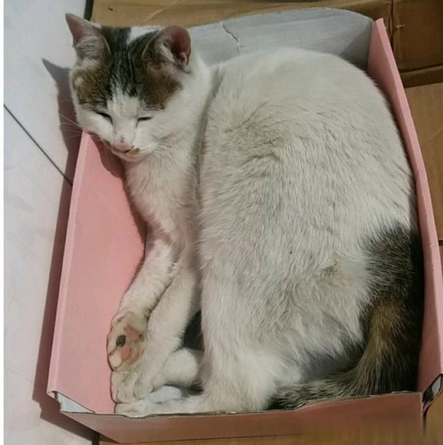 陌生猫进家门的寓意(老人说猫不请自来兆头) 陌生猫进家门的寓意(老人说猫不请自来兆头)