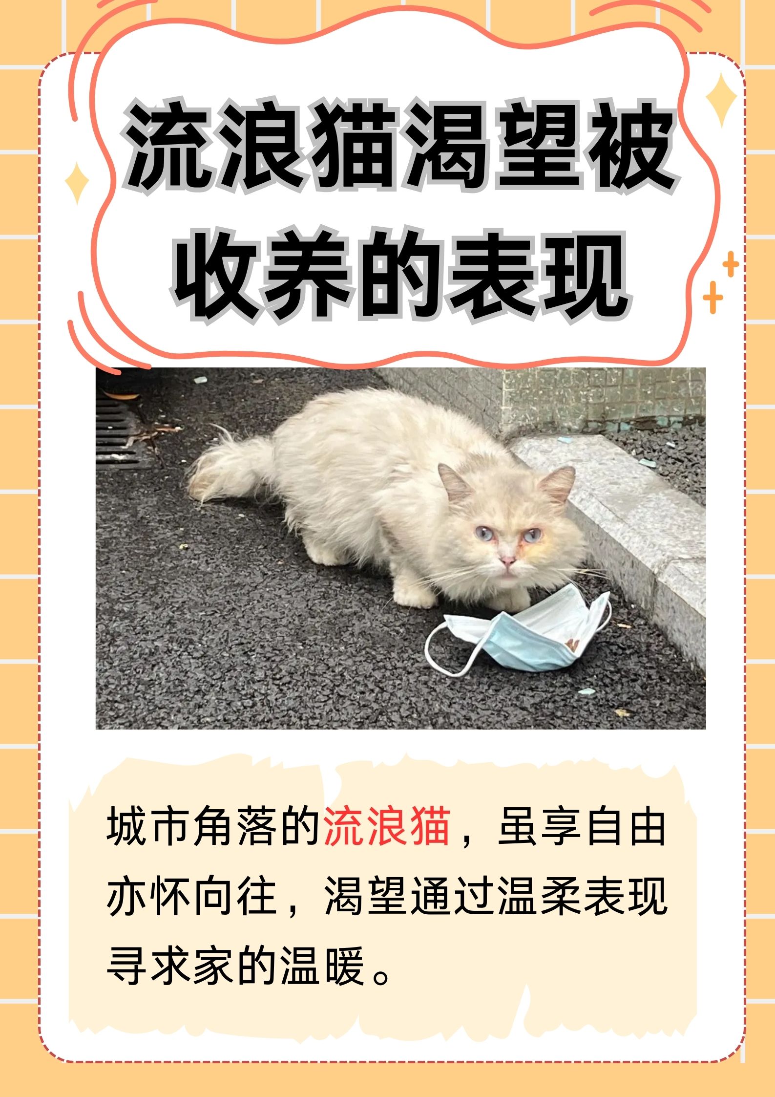 陌生猫进家门的寓意(老人说猫不请自来兆头) 陌生猫进家门的寓意(老人说猫不请自来兆头)