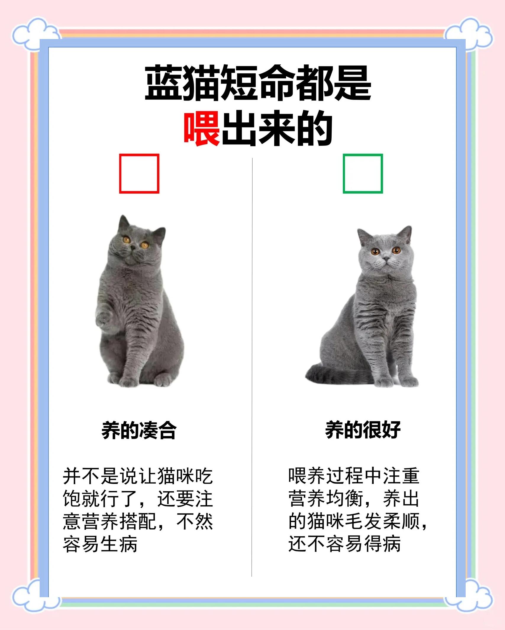 蓝白猫为什么不能养(蓝白猫为什么比蓝猫贵那么多) 蓝白猫为什么不能养(蓝白猫为什么比蓝猫贵那么多)