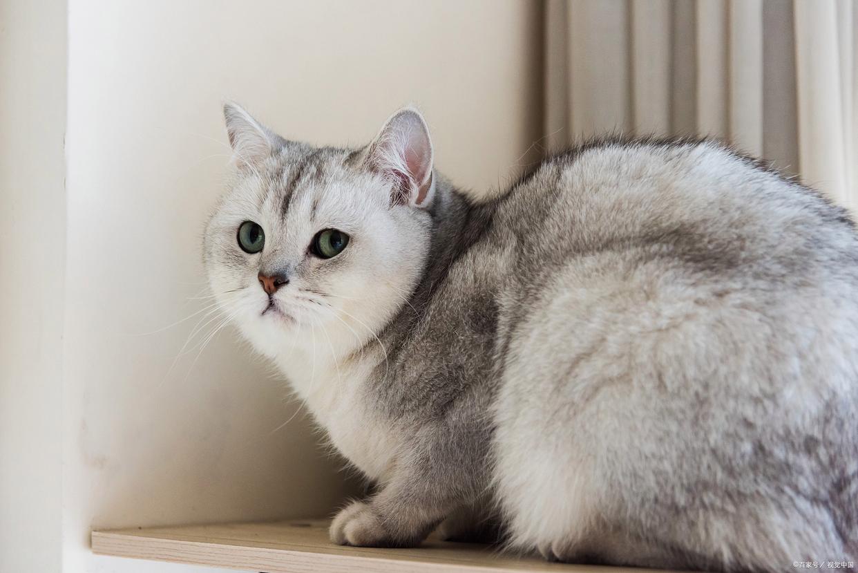 正宗银渐层猫图片(养银渐层猫10大忠告) 正宗银渐层猫图片(养银渐层猫10大忠告)