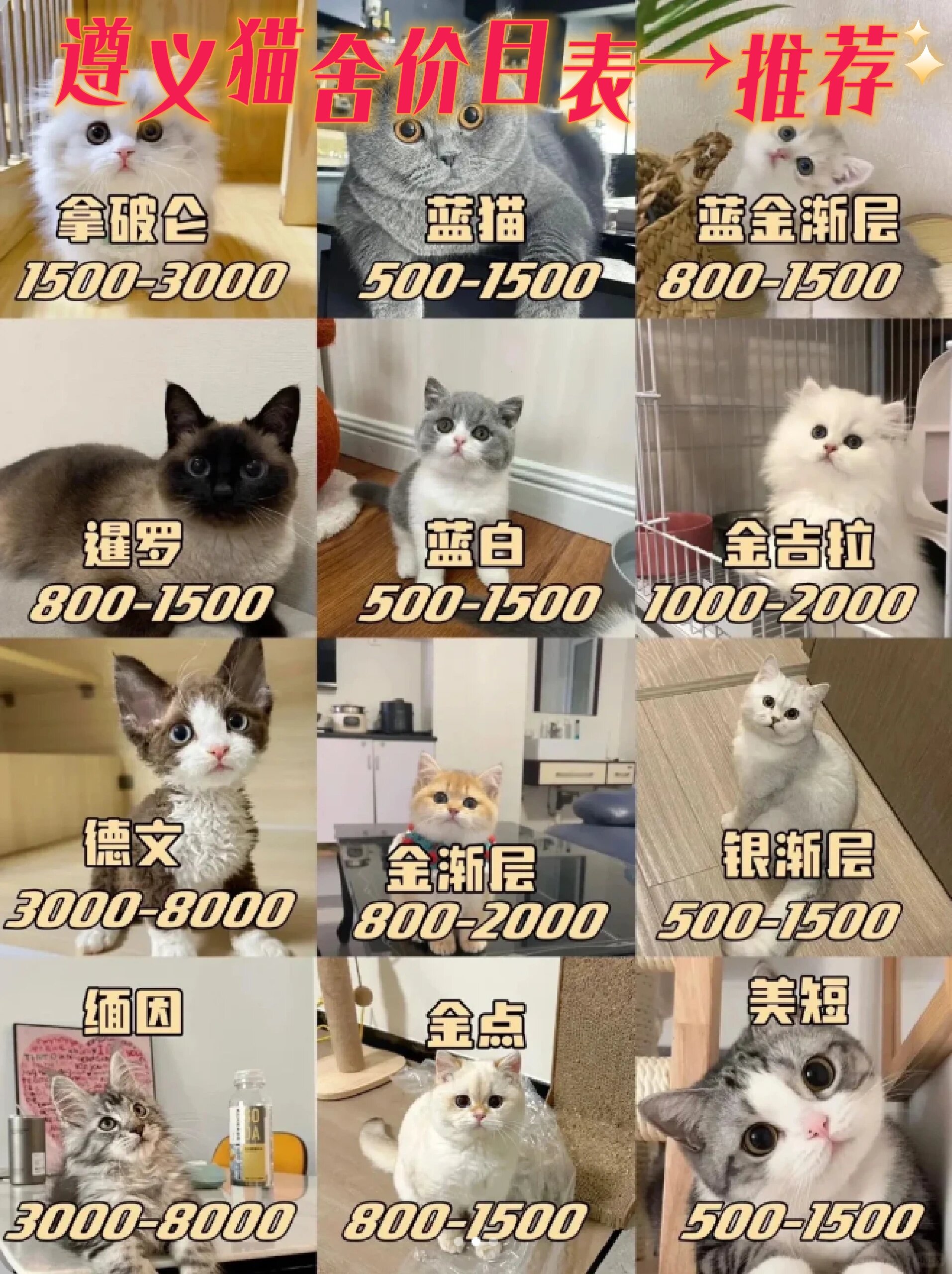 乌云踏雪猫多少钱一只(乌云踏雪猫多少钱一只图片) 乌云踏雪猫多少钱一只(乌云踏雪猫多少钱一只图片)