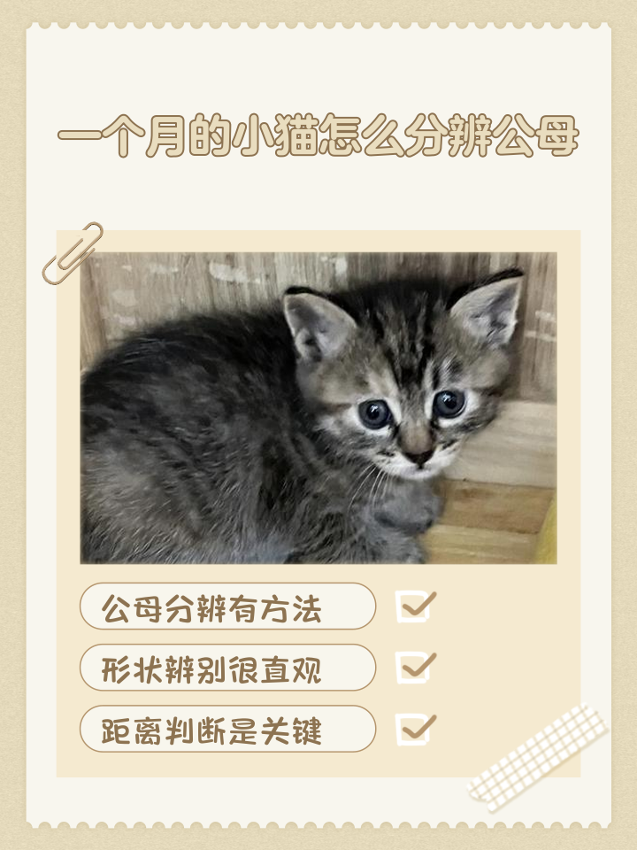 幼猫公母分辨图(幼猫公母的区别图)
