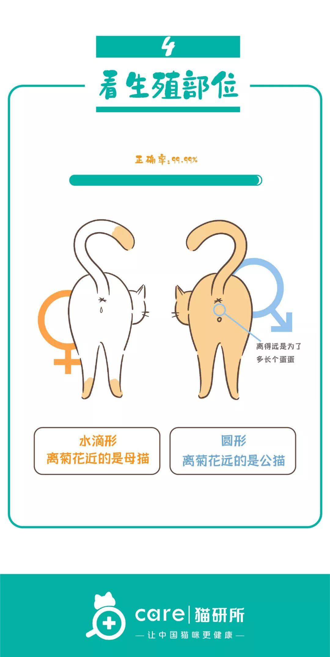 幼猫公母分辨图(幼猫公母的区别图)