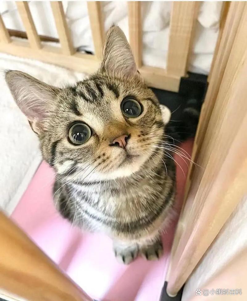 猫咪不绝育会怎么样(猫不绝育的话会怎么样)