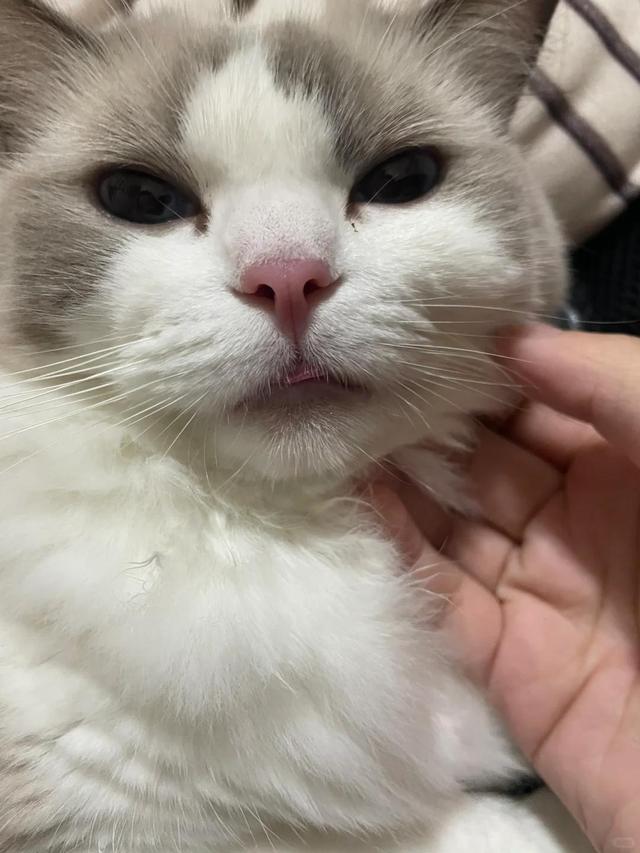 猫突然流透明口水精神很好(猫咪偶尔流口水,透明的不臭) 猫突然流透明口水精神很好(猫咪偶尔流口水,透明的不臭)
