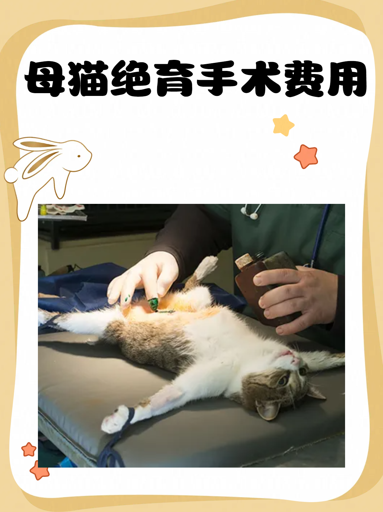 母猫生完孩子多久可以绝育(猫咪生过小猫多久可以做绝育) 母猫生完孩子多久可以绝育(猫咪生过小猫多久可以做绝育)