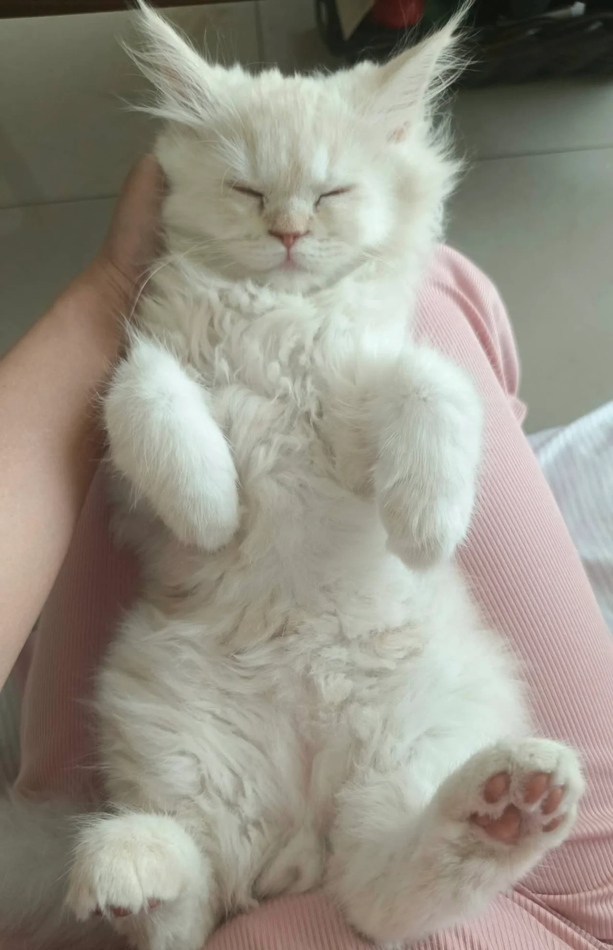 为什么不能养纯白的猫(为什么不能养纯白的猫咪) 为什么不能养纯白的猫(为什么不能养纯白的猫咪)