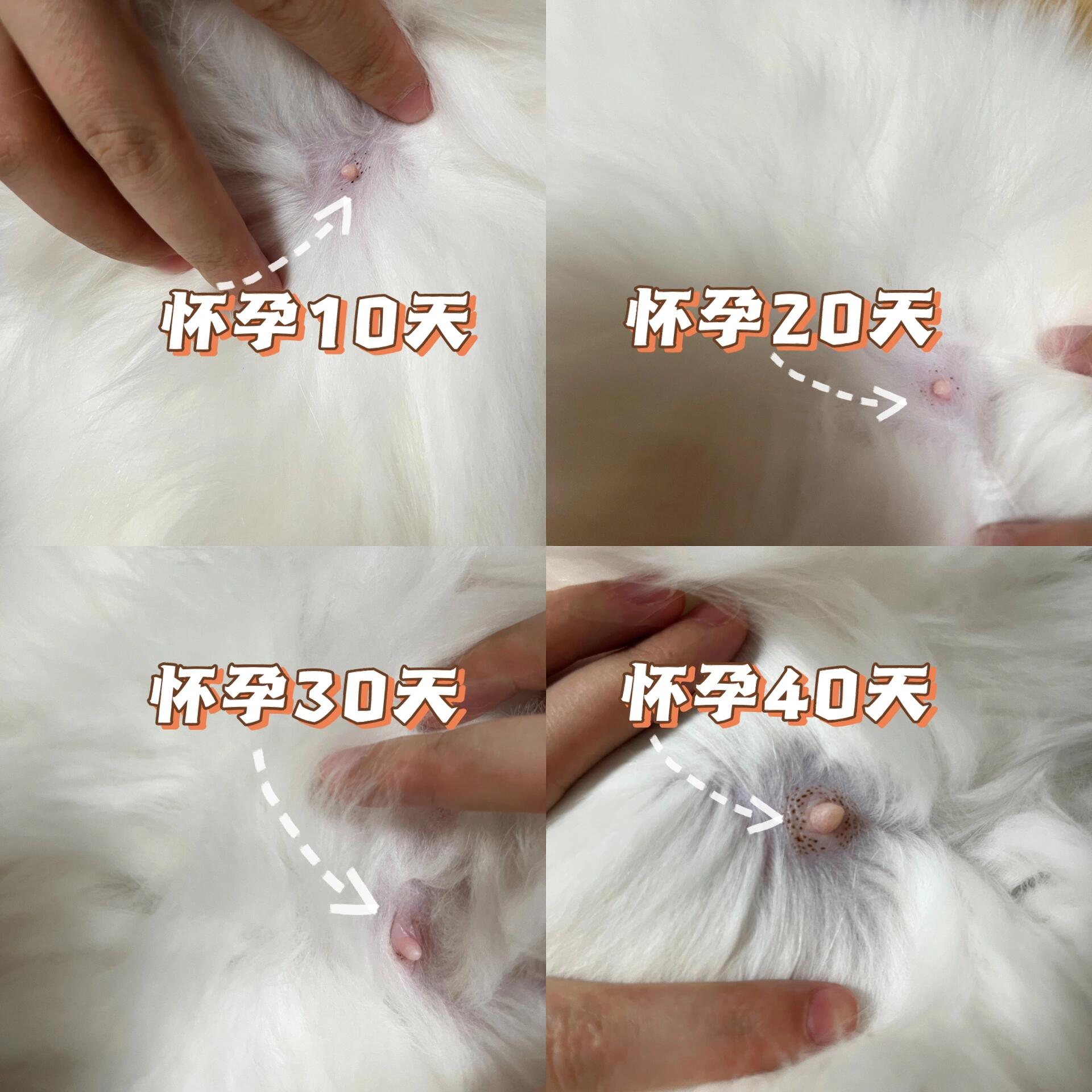 怀孕母猫生产前兆(怀孕母猫生产前兆 流东西正常吗)
