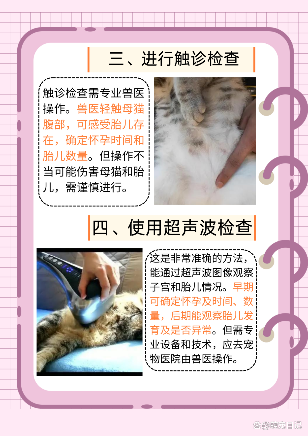 母猫怀孕多久可以看出来(母猫如果怀孕了多久能看出来)