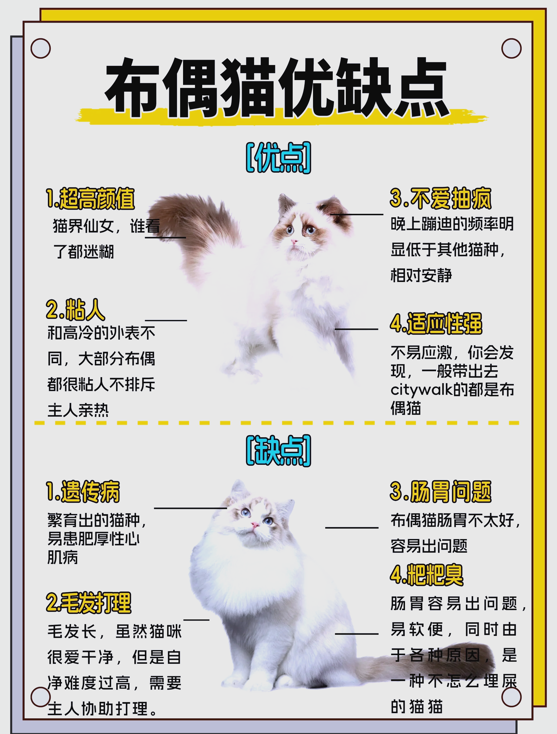 猫跟人有缘是什么预兆(猫亲近你,玄学,暗示什么)