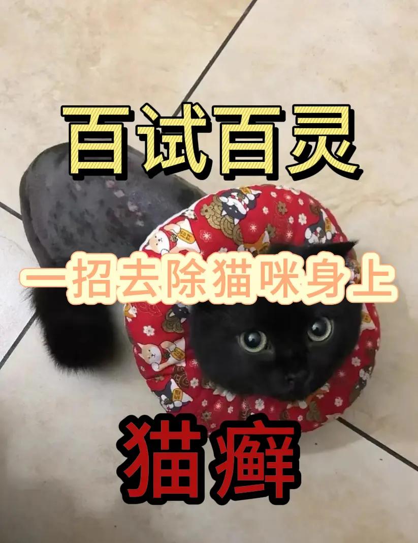 猫受到惊吓多久恢复(猫咪受惊吓后的怎么恢复)