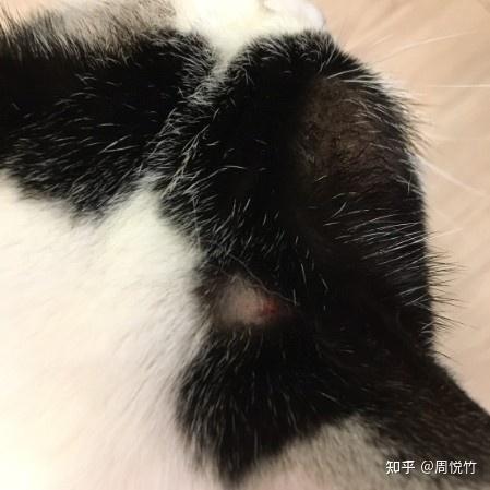 猫受到惊吓多久恢复(猫咪受惊吓后的怎么恢复) 猫受到惊吓多久恢复(猫咪受惊吓后的怎么恢复)