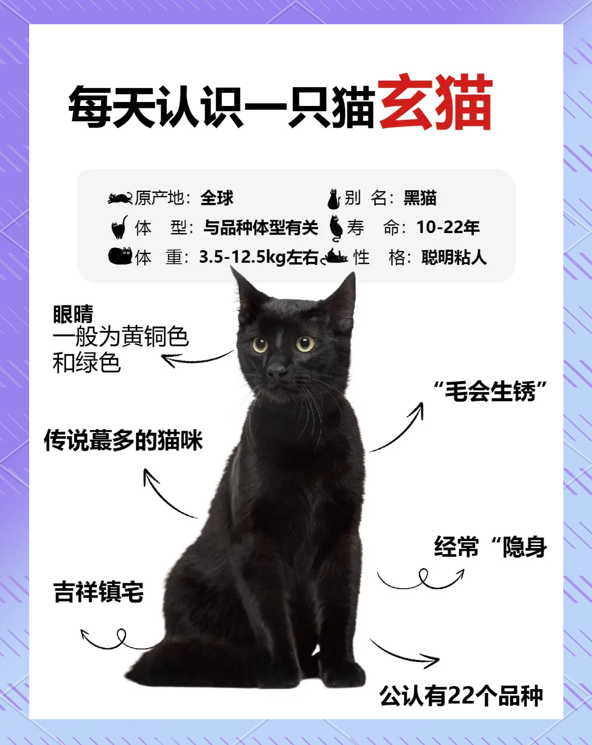 玄猫多少钱一只正常价(玄猫多少钱一只正常价格图片) 玄猫多少钱一只正常价(玄猫多少钱一只正常价格图片)
