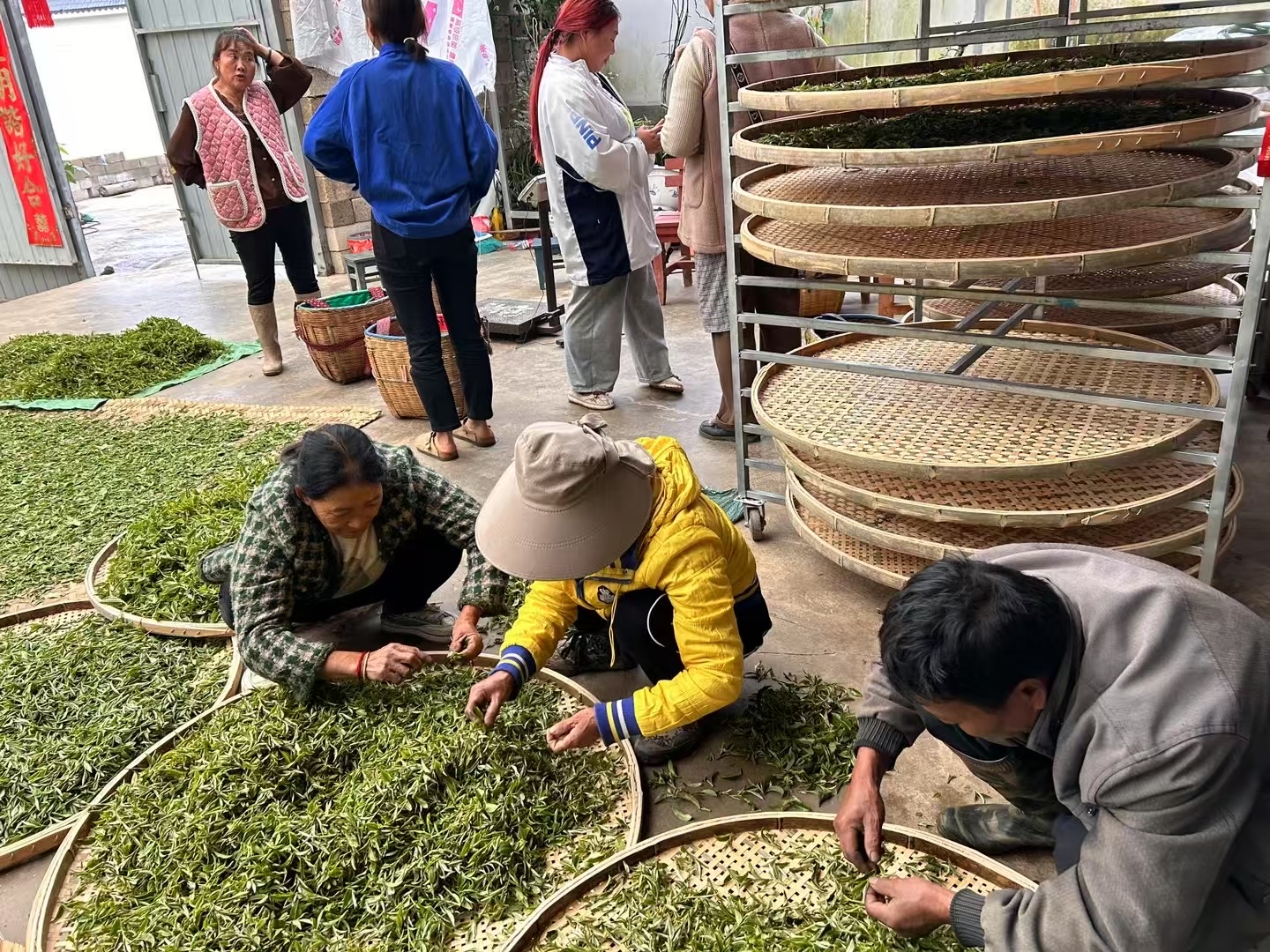 赣南采茶戏最早出现九龙山茶区(赣南采茶戏最早出现在江西省赣州市什么九龙山茶)