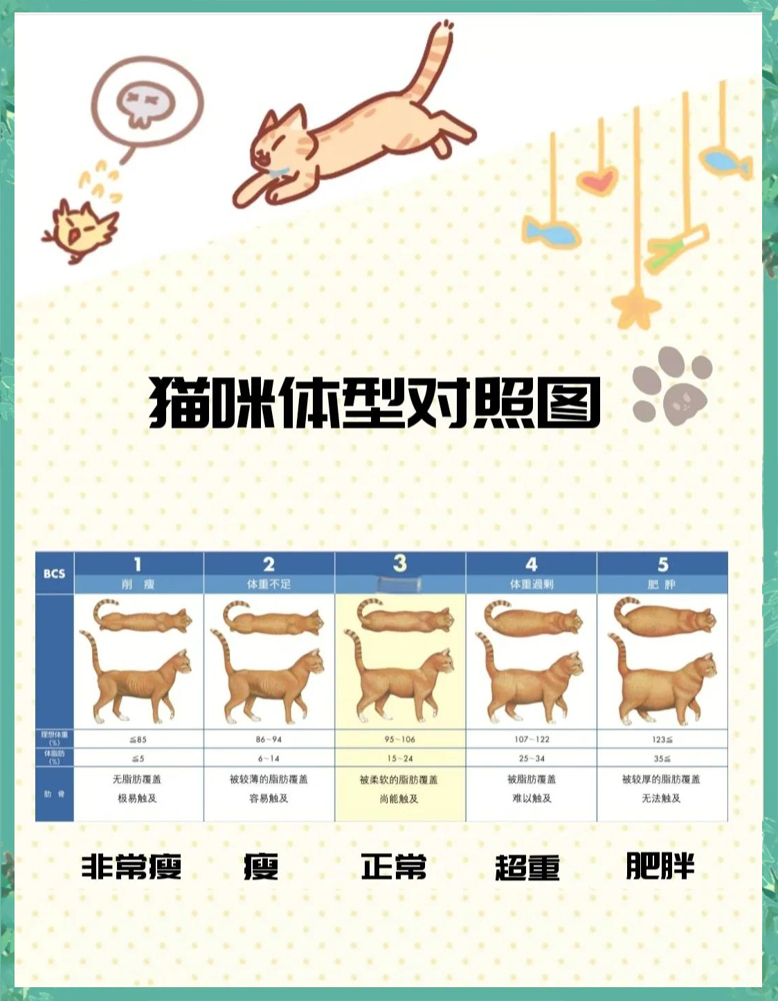 猫咪多大算成猫(猫咪多大算成年猫) 猫咪多大算成猫(猫咪多大算成年猫)