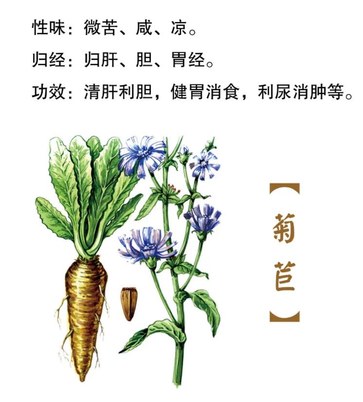 矢车菊怎么读(矢车菊还是矢车菊) 矢车菊怎么读(矢车菊还是矢车菊)