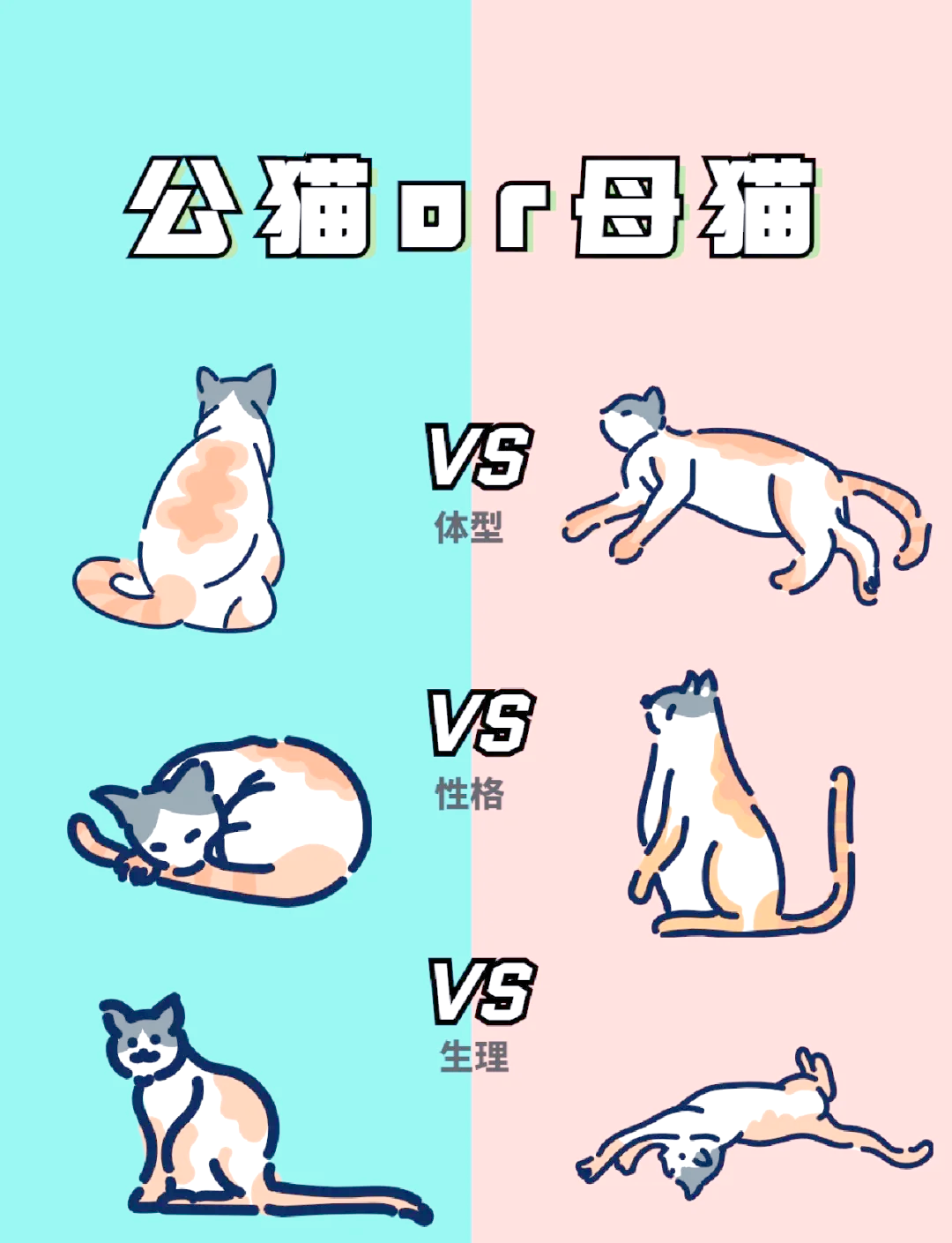 养两只猫和一只猫的区别(养两只猫比养一只猫开销要大很多吗) 养两只猫和一只猫的区别(养两只猫比养一只猫开销要大很多吗)
