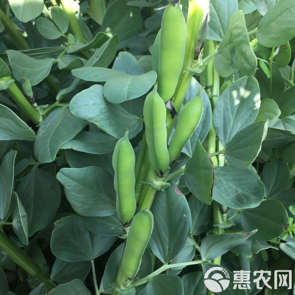鲜胡豆怎么储藏(新鲜胡豆的储存方法)