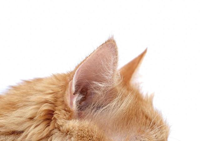 猫咪耳朵热热的是怎么回事(猫咪耳朵热热的是怎么回事啊)