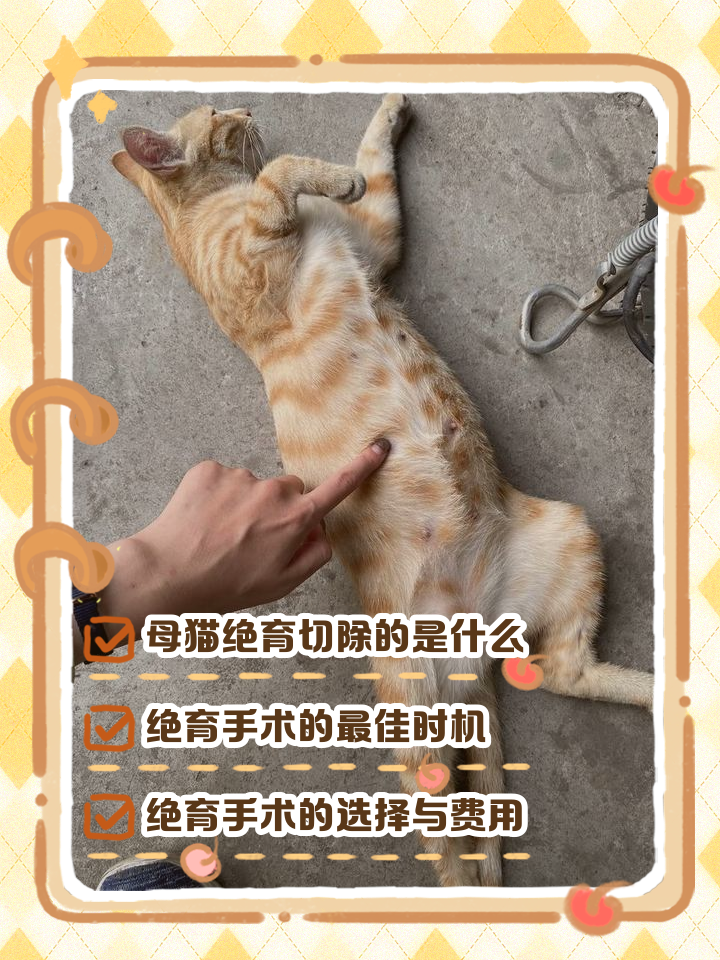 猫不绝育会怎样(猫绝育会恨主人吗) 猫不绝育会怎样(猫绝育会恨主人吗)