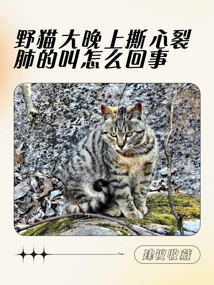 闹猫是什么意思(闹猫的是公猫还是母猫)