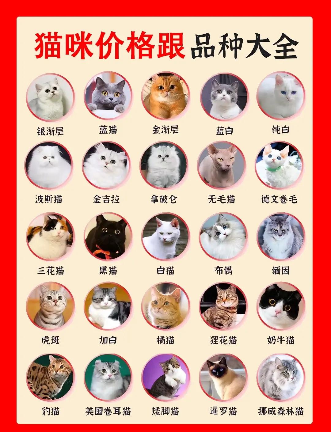 帅气公猫名字大全(比较有创意的公猫名字大全) 帅气公猫名字大全(比较有创意的公猫名字大全)