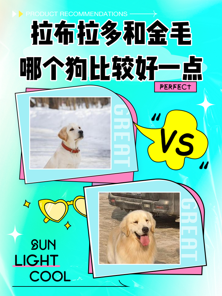 金毛属于中型犬还是大型犬(金毛属于中型犬还是大型犬呢)