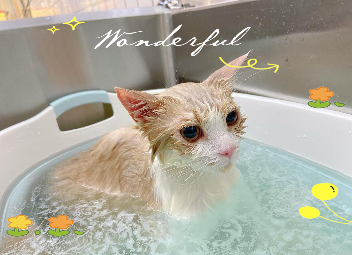 猫咪打完疫苗多久能洗澡(猫咪打完疫苗后多久可以洗澡) 猫咪打完疫苗多久能洗澡(猫咪打完疫苗后多久可以洗澡)