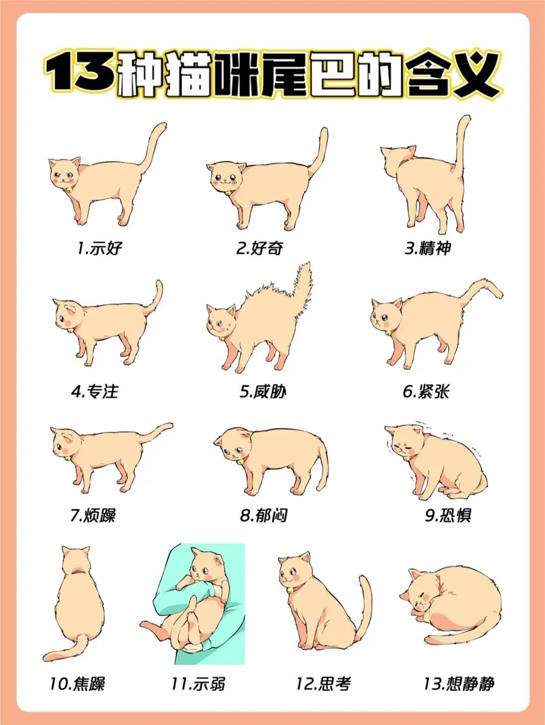 猫尾巴竖起来什么意思(小奶猫尾巴竖起来什么意思)