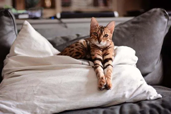 猫发腮的黄金期(猫咪发腮黄金时期) 猫发腮的黄金期(猫咪发腮黄金时期)