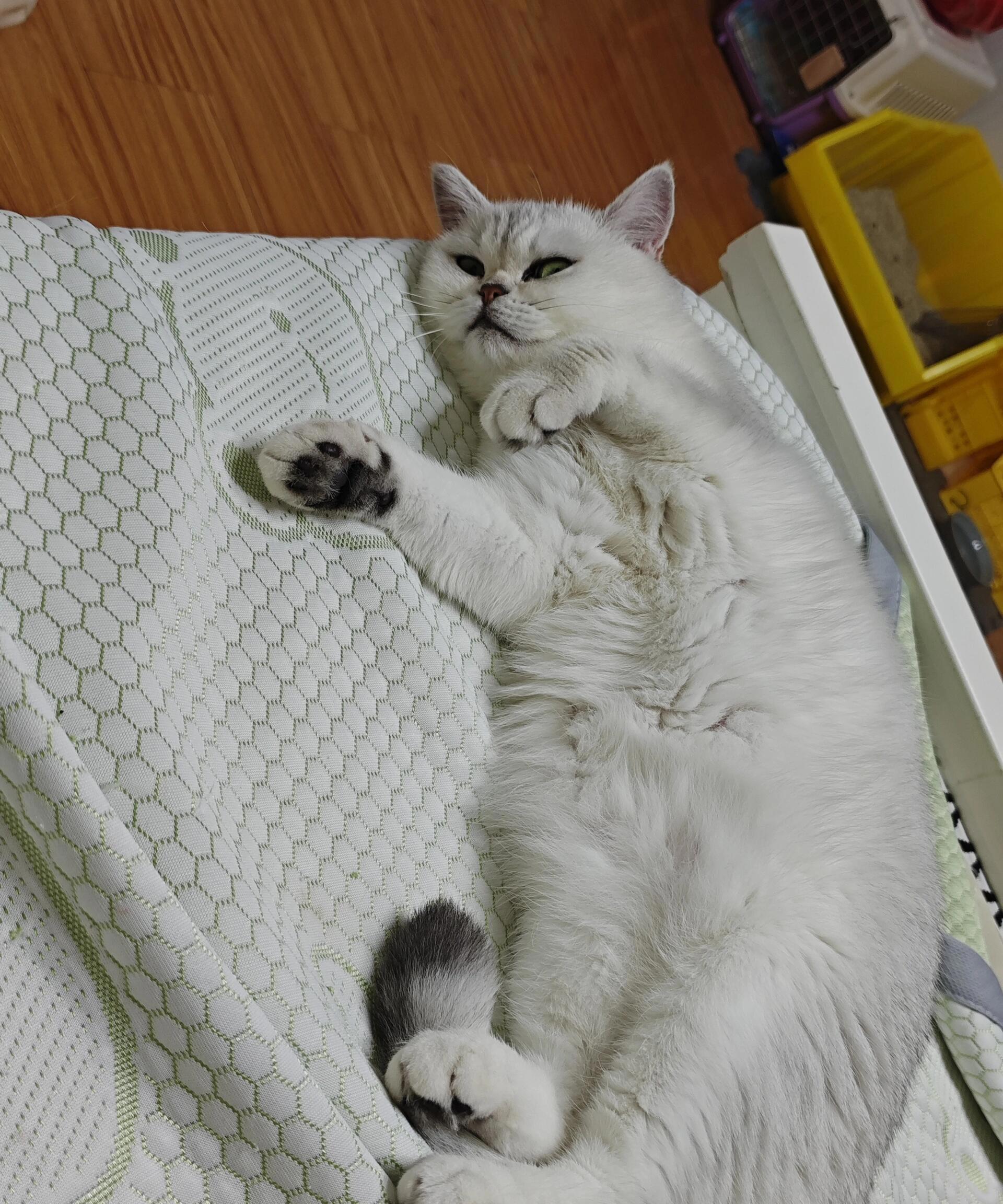 银渐层猫图片(银渐层猫图片多少钱一只)