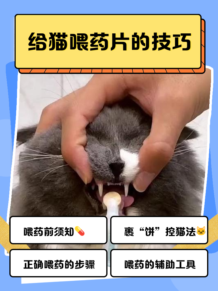 猫生产时主人怎么帮(猫咪生产中应该帮忙做些什么)