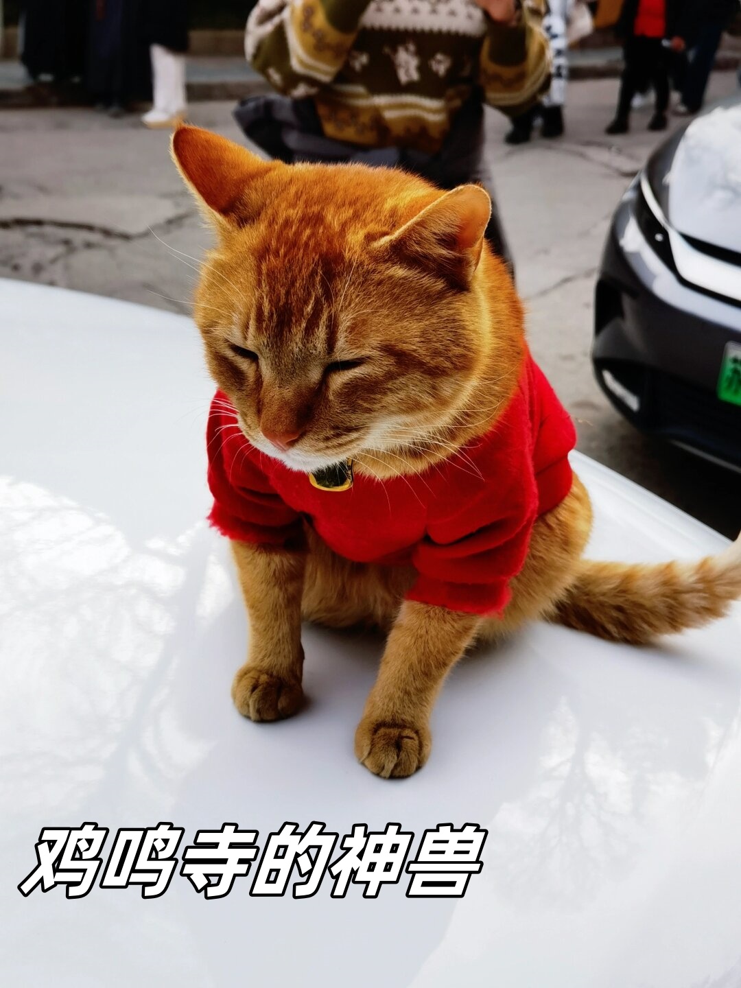猫跟着你走是福气(猫跟着你走是福气还是祸气)