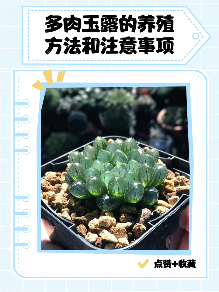 玉坠多肉怎么养的又肥又胖又长(玉坠多肉怎么养的又肥又胖又长呢)