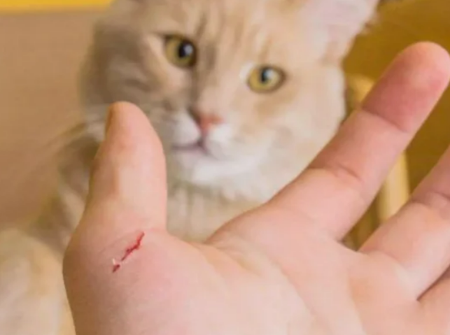 猫被打的半死的状态(猫被打的半死的状态是什么)