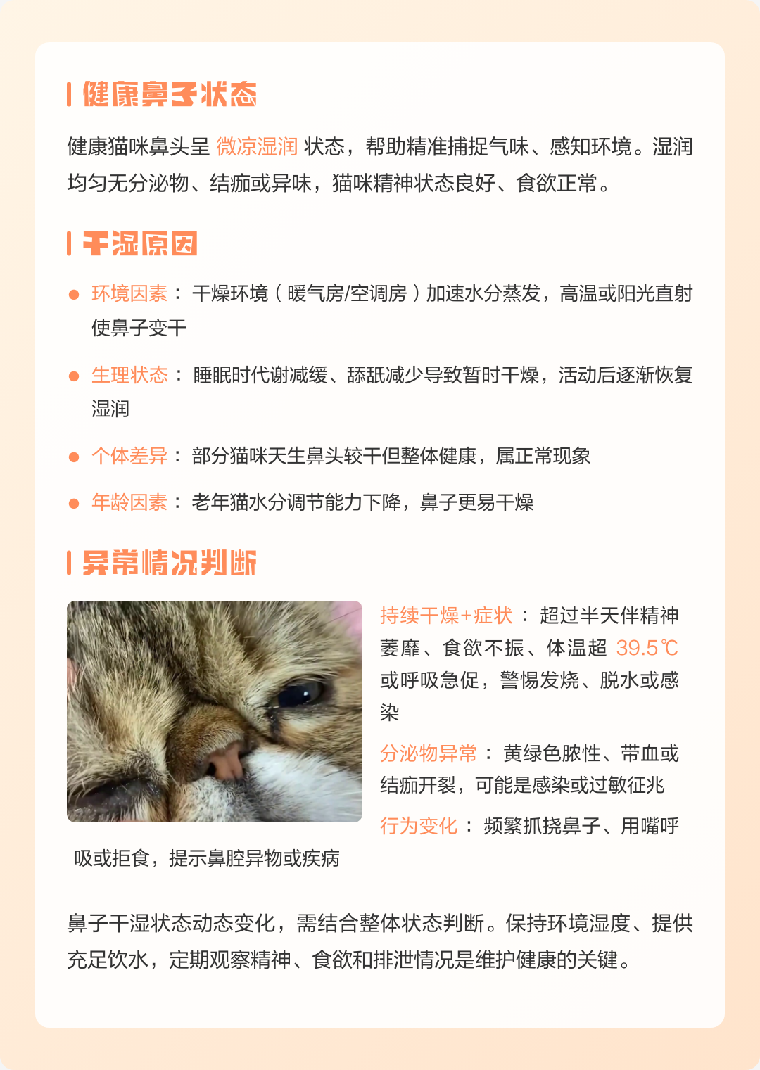 小猫鼻子干燥是正常的嘛(小猫鼻子干干的但是很活跃)