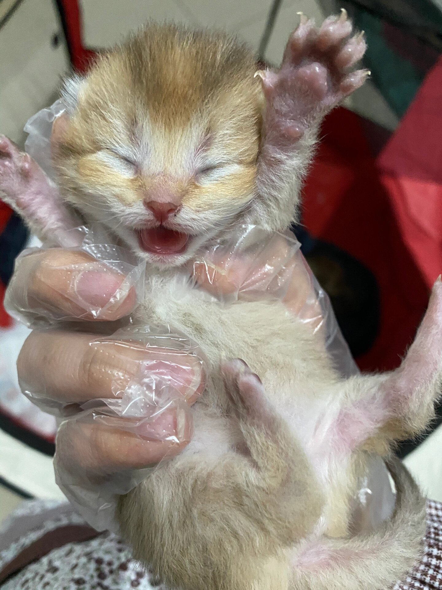 刚出生的小猫几天睁眼(刚出生的小猫几天睁眼正常) 刚出生的小猫几天睁眼(刚出生的小猫几天睁眼正常)